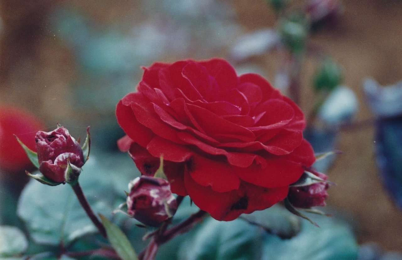 Red rose in full bloom with surrounding rose buds.